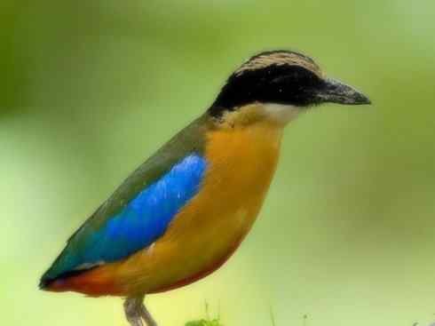 美丽无罪：雀鸟之八色鸫