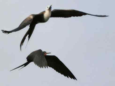 天生猎手：非猛禽类猎手之五（海上霸主军舰鸟、海鸥）