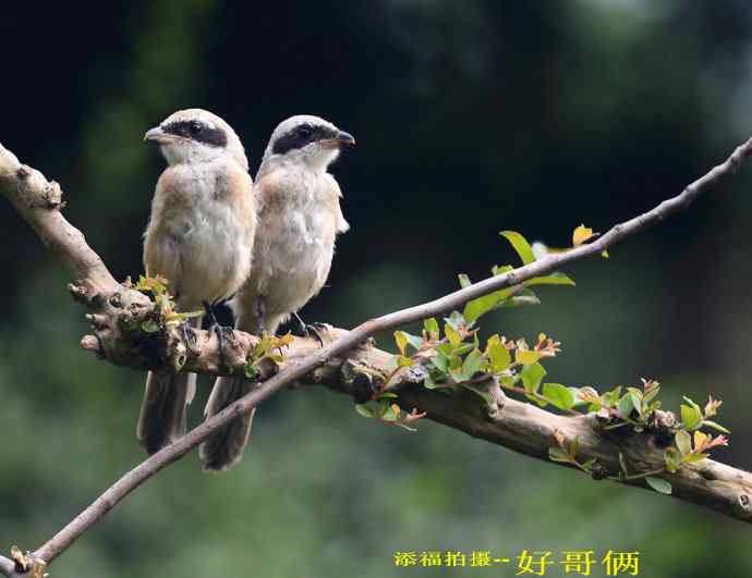 211.小伯劳成长记(5)结束篇--群友部分精彩作品选