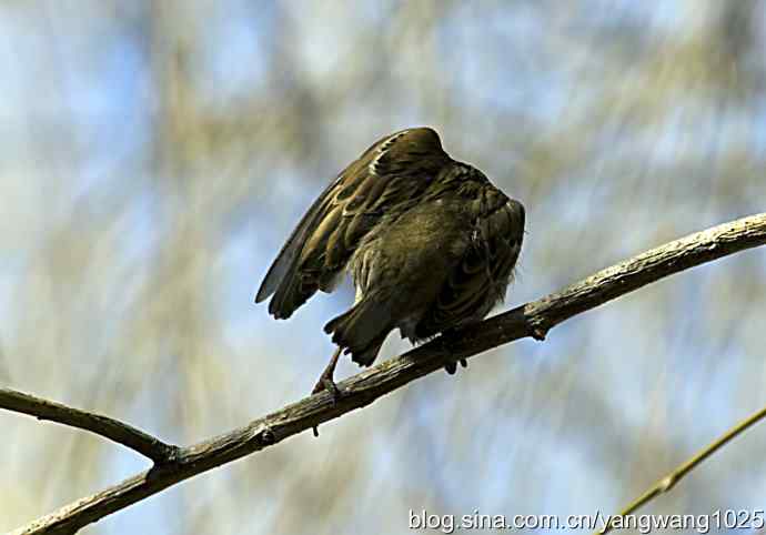 自然和谐的日坛公园（浴后）