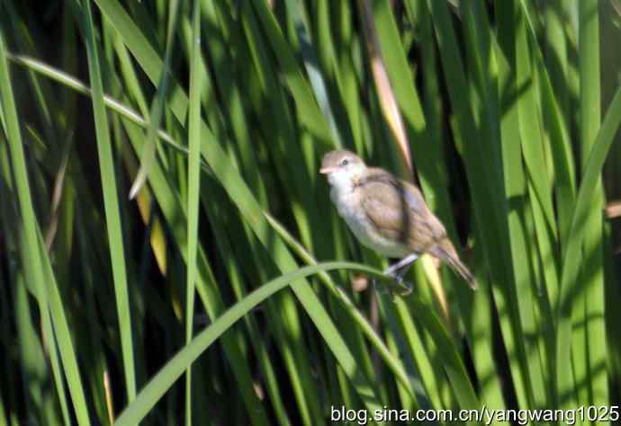 隐藏很深的大苇莺