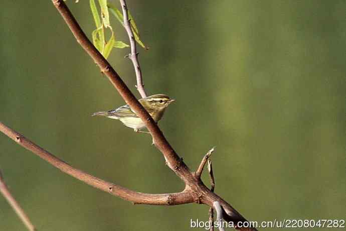 151.圣诞节送上12月份拍新鸟 151.圣诞节送上12月份拍新鸟