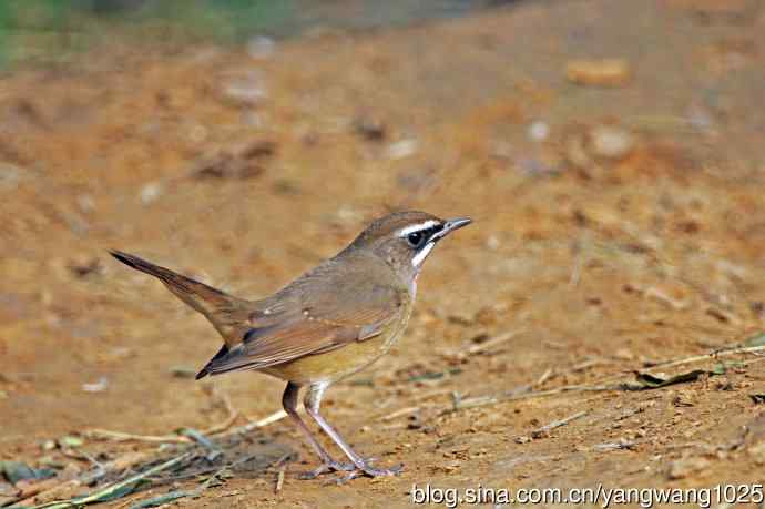 雄性红喉歌鸲（22）