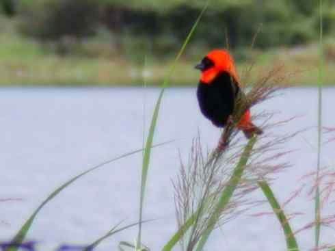 美丽无罪：雀鸟之寡妇鸟