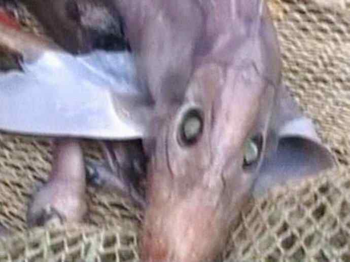 鱼类活化石：长吻银鲛