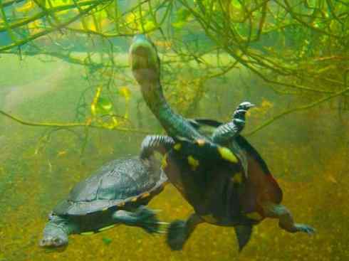 玄武：传说的兽原型探秘（澳洲长颈龟）