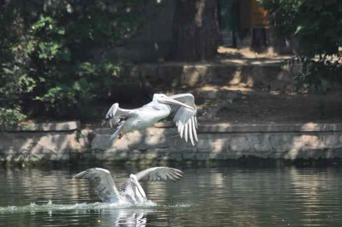 再次看到鹈鹕飞