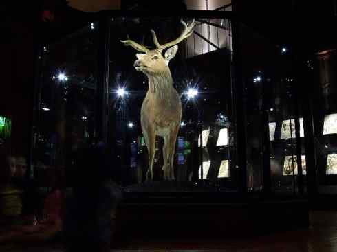 麒麟：传说的兽原型探秘（梅花鹿）