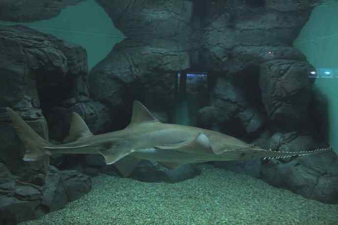 鱼类活化石:锯鳐 鱼类活化石:锯鳐