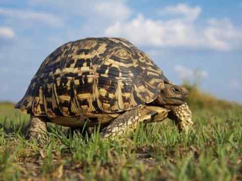 玄武：传说的兽原型探秘（象龟）