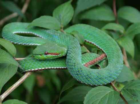 龙：传说的兽原型探秘（蝮蛇类）