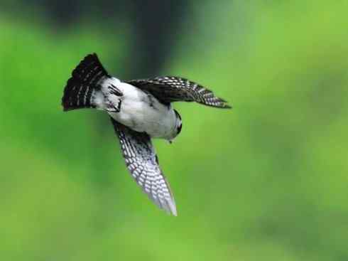 鸟类之最：小隼