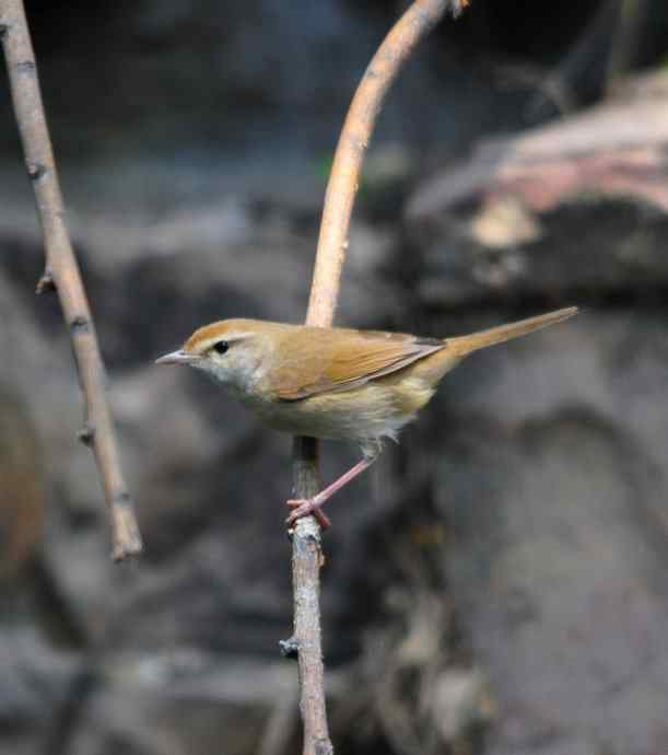 远东树莺、黄腹树莺、强脚树莺 远东树莺、黄腹树莺、强脚树莺