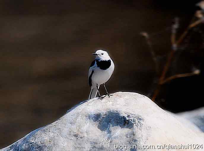 爱干净的小鹡鸰(十渡) 爱干净的小鹡鸰(十渡)