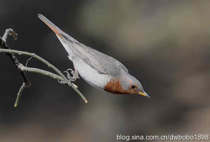 赤颈鸫和珠颈斑鸠