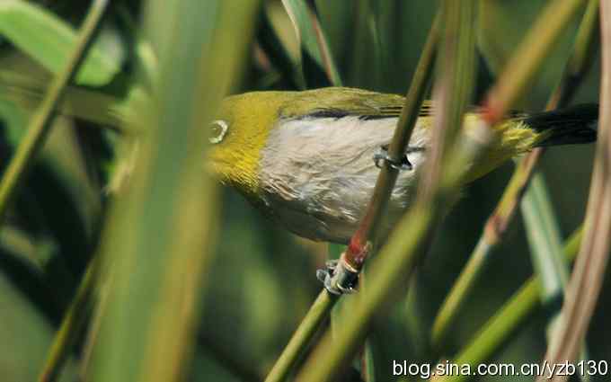 第一次遇到绣眼鸟(组图) 第一次遇到绣眼鸟(组图)