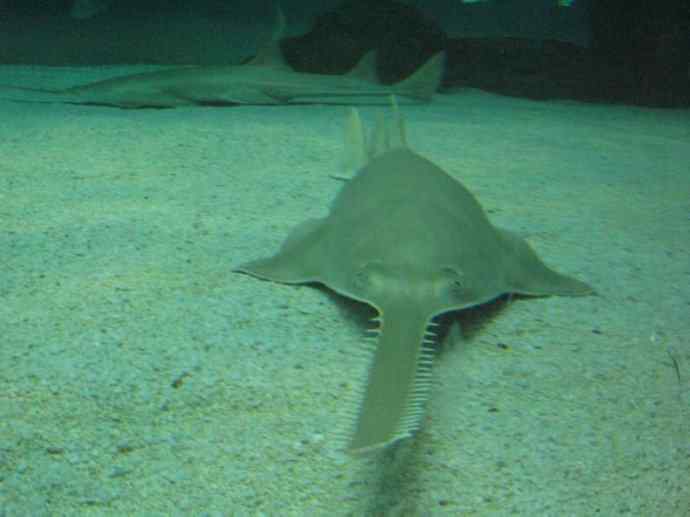 鱼类活化石:锯鳐 鱼类活化石:锯鳐