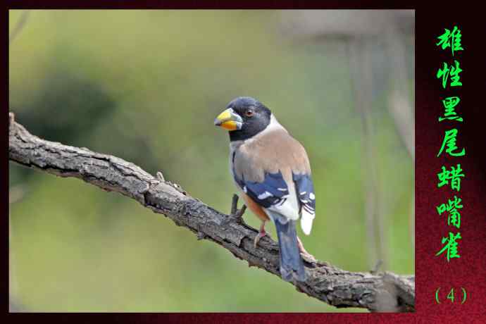雄性黑尾蜡嘴雀（4）