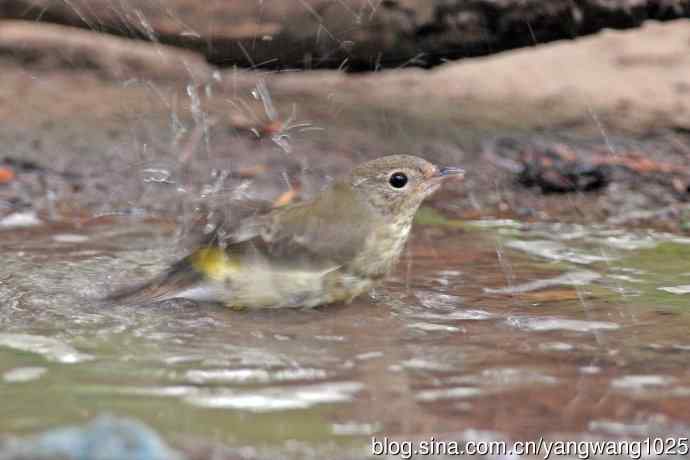 雌性白眉姬鹟（17）