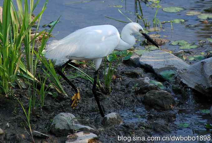 鸟友同游怀沙河