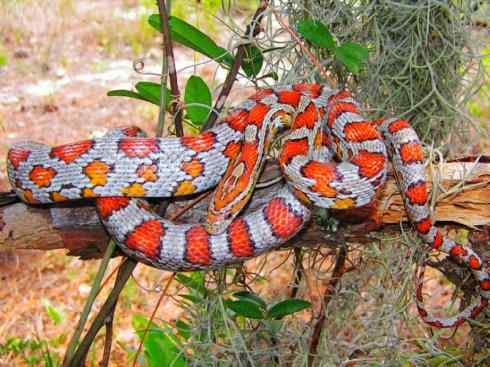 龙:传说的兽原型探秘(游蛇类) 龙:传说的兽原型探秘(游蛇类)