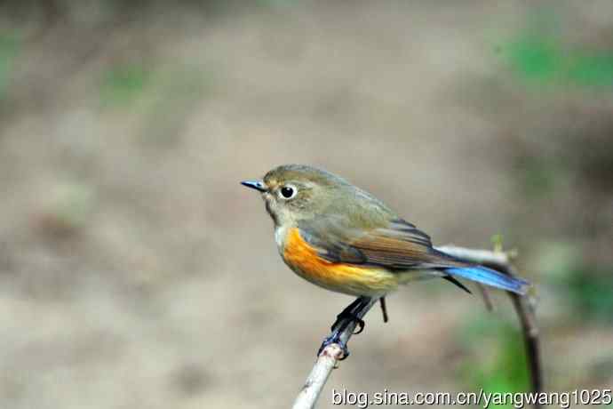 雌性红胁蓝尾鸲（45）