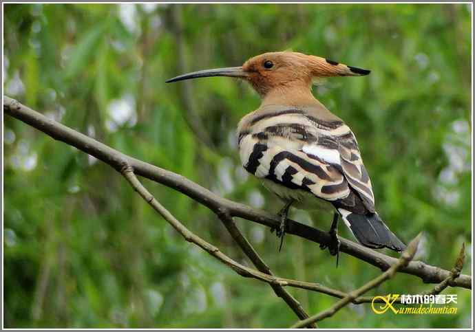 风情万种的鈥湸魇も澞瘛菊掌