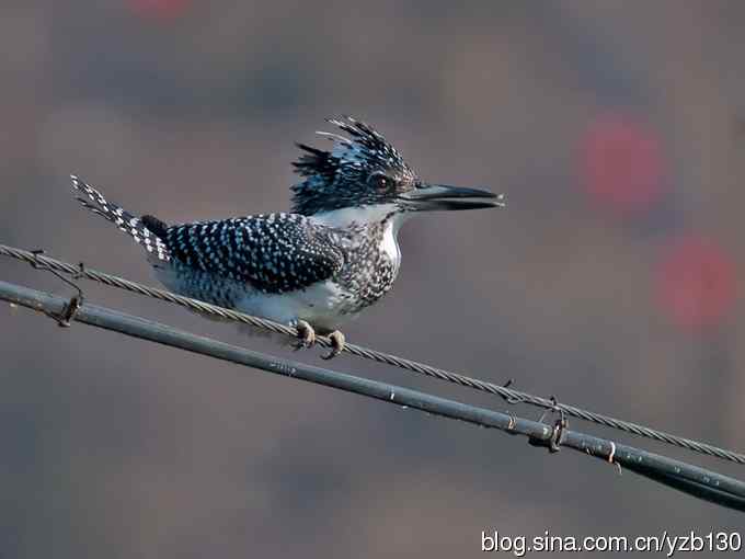 猎鱼高手，专业级。【组图，10张图片】