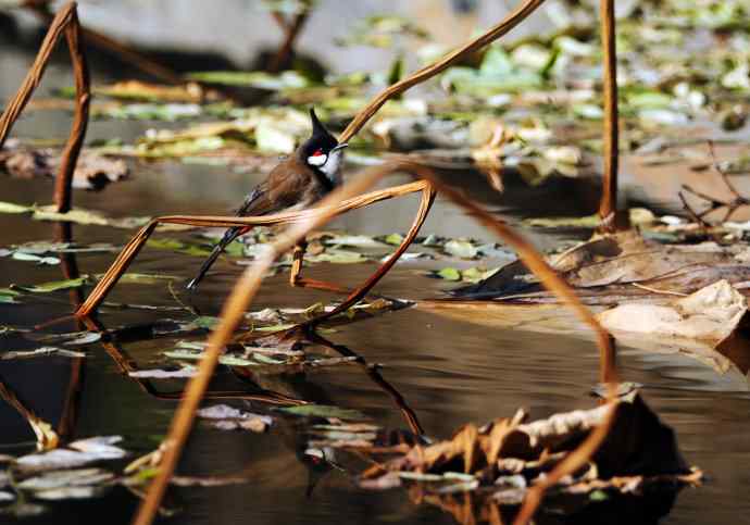 残荷上的红耳鹎
