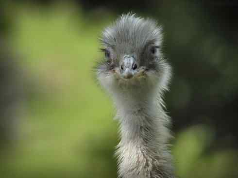 家禽驯化之源之十二 家禽驯化之源之十二