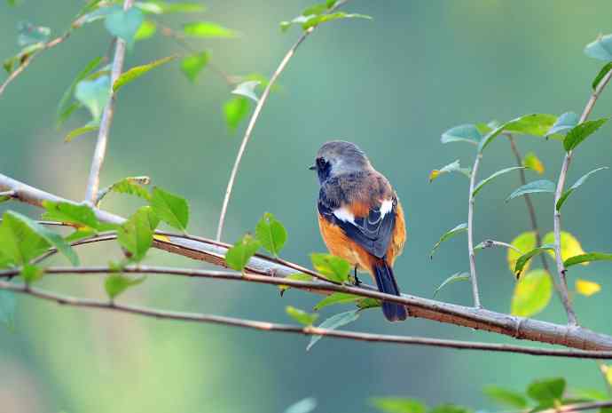 雄性北红尾鸲（20）