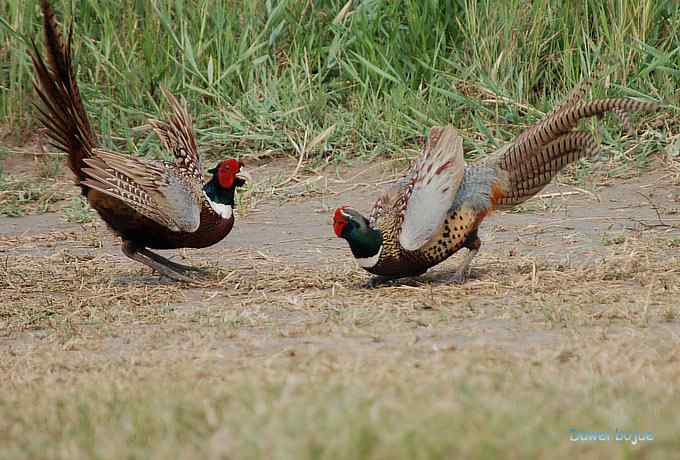 雄风大雉争欢斗勇