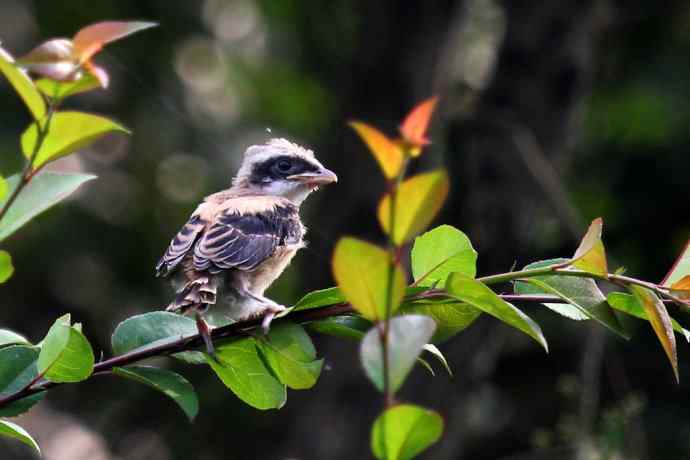 200.伯劳雏鸟上树危机四伏