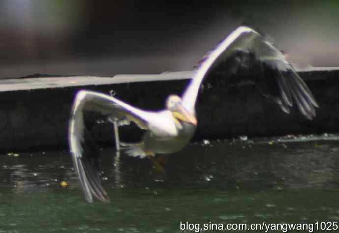 鹈鹕(抓拍) 鹈鹕(抓拍)