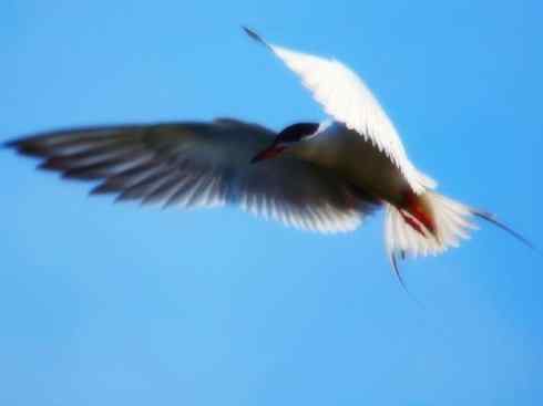 自然奇观：动物大迁徙(燕鸥类)