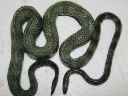 龙：传说的兽原型探秘（海蛇类）