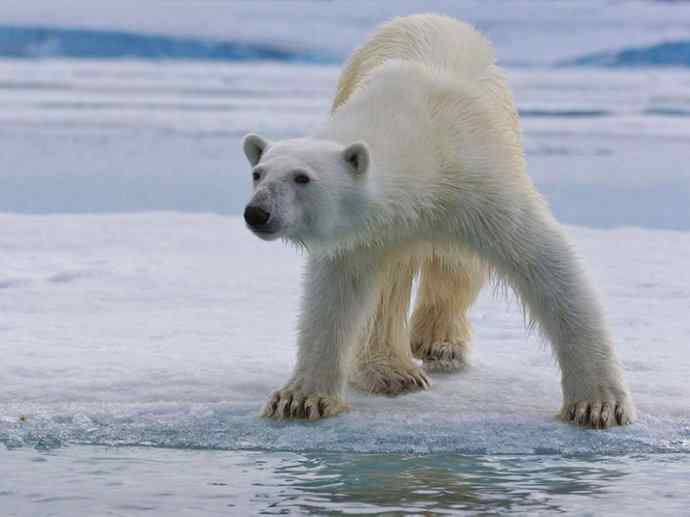 盘点十二大著名食蚁动物：懒熊