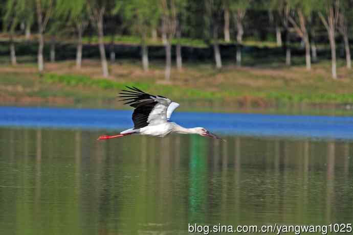 寻鱼觅食的东方白鹳 寻鱼觅食的东方白鹳