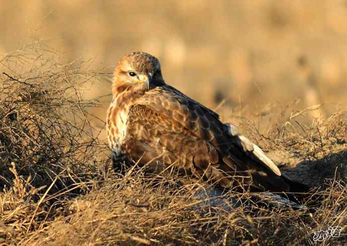 官厅水库&nbsp;wbr路&nbsp;wbr毛脚鵟