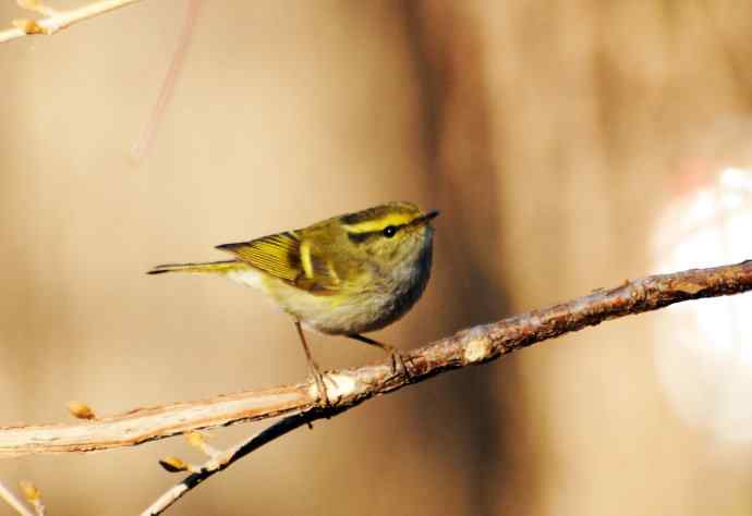 又见黄眉柳莺（枝头版）