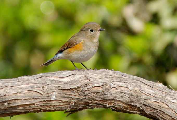 莲花池四月的花鸟