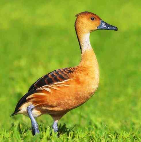 猎奇：十大奇异的雁鸭之四（树鸭、麝鸭）