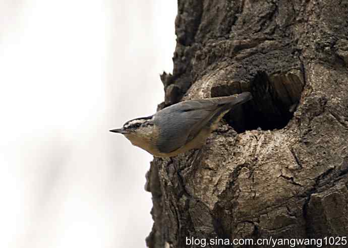 黑头鳾（shi）的小家