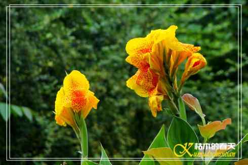 秋天-花-鸟【照片】