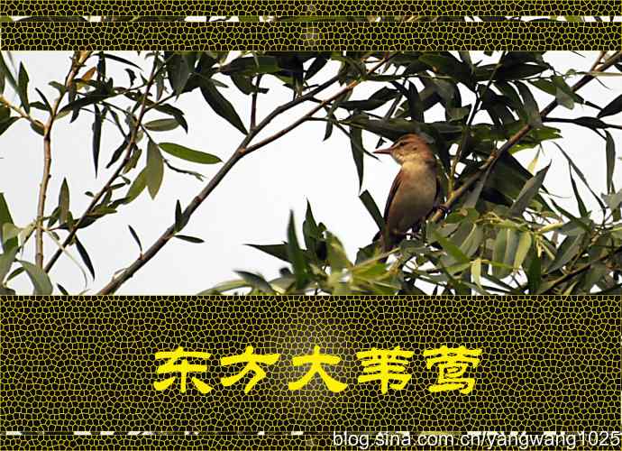 东方大苇莺 东方大苇莺