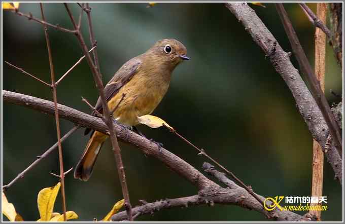 蓝额红尾鸲MM【照片】