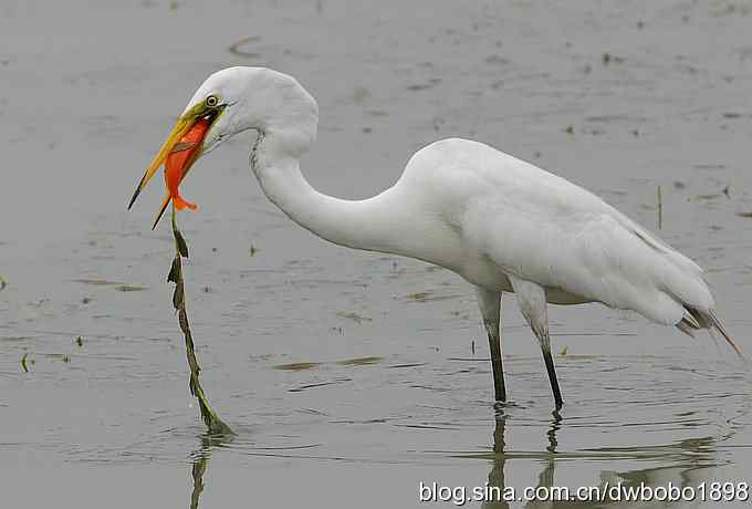 大白鹭捕食红金鱼