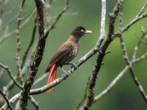 美丽无罪:雀鸟之朱鹂 美丽无罪:雀鸟之朱鹂