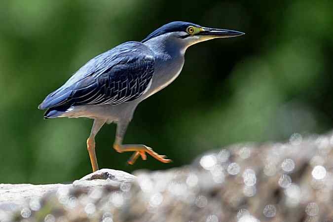 绿鹭的栖息地(密云潮白河畔)