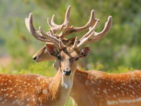 麒麟：传说的兽原型探秘（麋鹿）